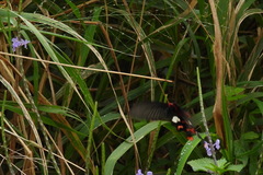 Byasa polyeuctes