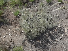 Artemisia alpina