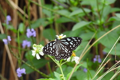 Tirumala limniace limniace