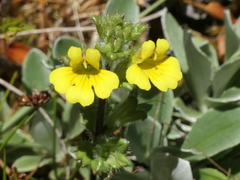 Euphrasia cockayneana