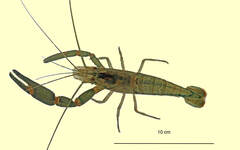 Macrobrachium lepidactylus