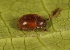 Pocadius ferrugineus