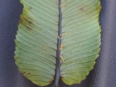 Blechnum procerum