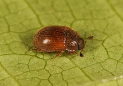 Pocadius ferrugineus