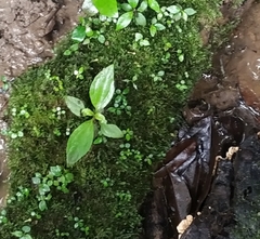 Arthrostemma ciliatum