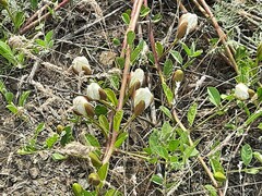 Capparis spinosa herbacea