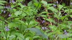 Byasa polyeuctes
