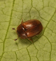 Pocadius ferrugineus