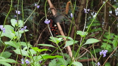 Byasa polyeuctes