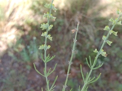Teucrium trifidum