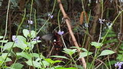 Byasa polyeuctes