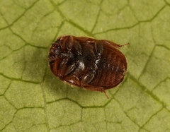 Pocadius ferrugineus