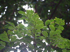 Cinnamomum insularimontanum