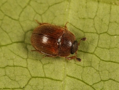 Pocadius ferrugineus