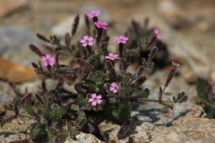 Silene sedoides