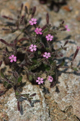 Silene sedoides