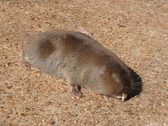 Cryptomys hottentotus