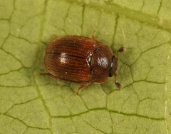 Pocadius ferrugineus