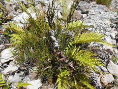 Blechnum procerum