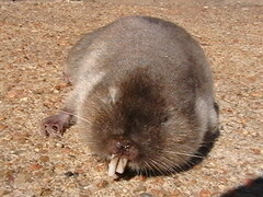 Cryptomys hottentotus