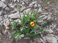 Glaucium corniculatum