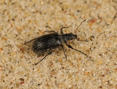 Polydrusus cervinus