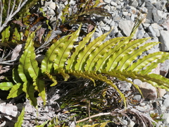 Blechnum procerum
