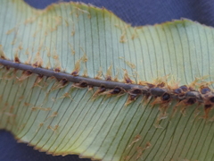 Blechnum procerum