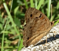 Junonia orithya wallacei