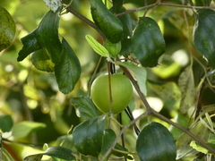Ziziphus mauritiana