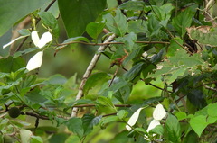 Mussaenda formosanum