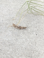 Oedaleus infernalis