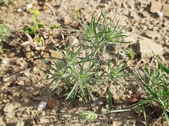 Ceratocarpus arenarius