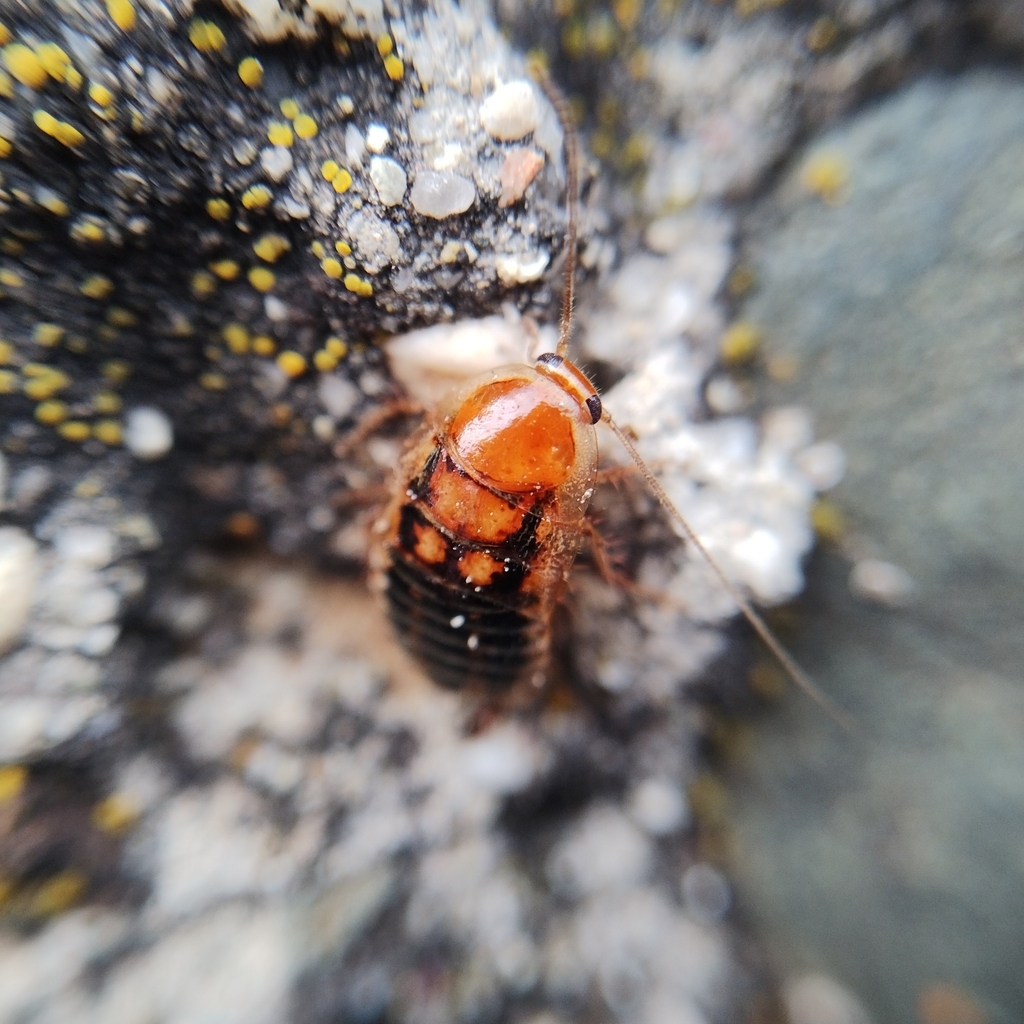 Phyllodromica carniolica