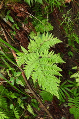 Ctenitis subglandulosa