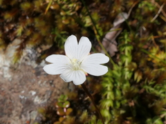 Epilobium brunnescens