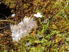 Epilobium brunnescens
