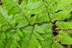 Ctenitis subglandulosa