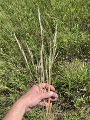 Hesperostipa spartea