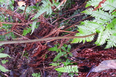 Ctenitis subglandulosa