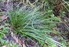 Carex brunnea