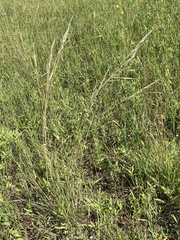 Hesperostipa spartea