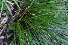 Carex brunnea
