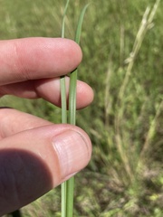 Hesperostipa spartea