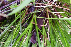 Carex brunnea