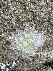 Lecanora barkmaniana