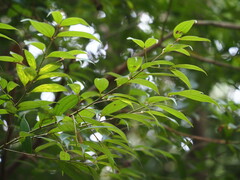 Cinnamomum subavenium