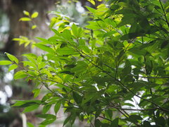 Cinnamomum subavenium