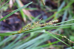 Carex brunnea