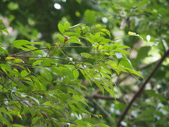 Cinnamomum subavenium